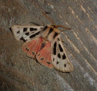Arctiidae- Arctiinae-Chelis maculosa, Gagnières, P1180709A