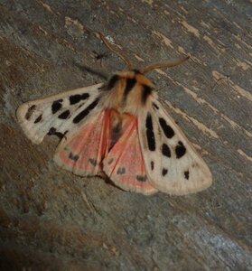 Arctiidae- Arctiinae-Chelis maculosa, Gagnières, P1180712A