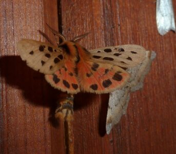 Arctiidae- Arctiinae-Chelis maculosa, Gagnières, P1180774A