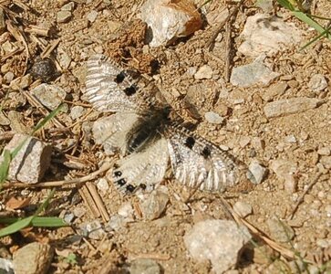 Archon apollinus,Samos, DSC_0155a