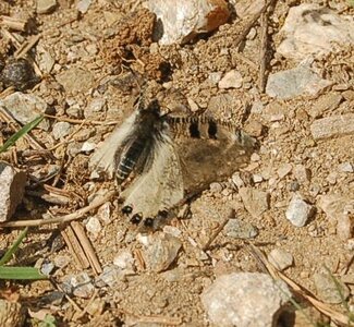 Archon apollinus,Samos, DSC_0156a