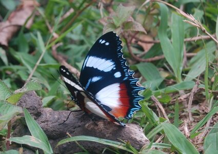Nymphalidae-Nymphalini-Hypolimnas dexithea, Madagascar (Andasibé), DSC_0184