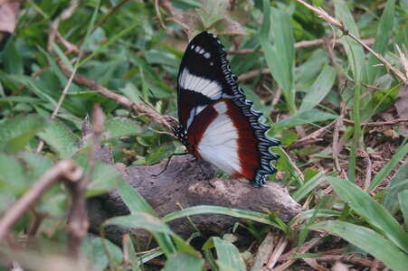 Nymphalidae-Nymphalini-Hypolimnas dexithea, Madagascar (Andasibé), DSC_0200
