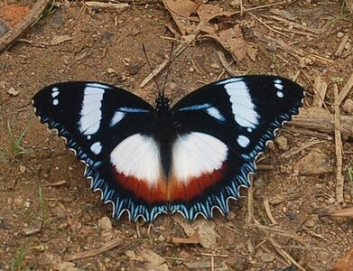 Nymphalidae-Nymphalini-Hypolimnas dexithea, Madagascar (Andasibé), DSC_0207