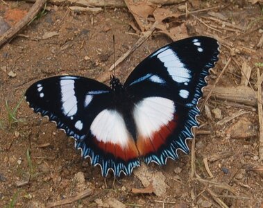 Nymphalidae-Nymphalini-Hypolimnas dexithea, Madagascar (Andasibé), DSC_0212