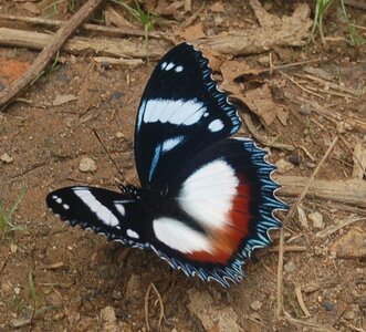 Nymphalidae-Nymphalini-Hypolimnas dexithea, Madagascar (Andasibé), DSC_0213