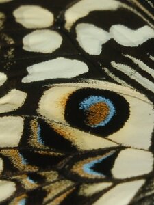 Papilio erythonioides, Madagascar (Ankarafantsika), Copie de DSC_0407