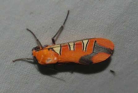 Gorgonidia garleppi, Guyane (Patawa), B001328