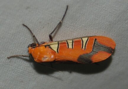 Gorgonidia garleppi, Guyane (Patawa), B001330