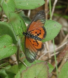 Nymphalidae-Heliconiinae-Acraeini-Acraea strattipocles-Madagascar (Anjozorobé), DSC_0892