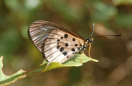 Nymphalidae-Heliconiinae-Acraeini-Acraea strattipocles-Madagascar (Anjozorobé), DSC_0901