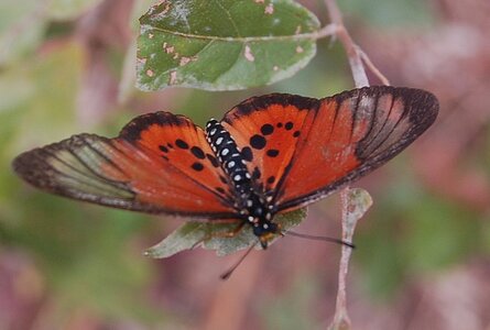 Nymphalidae-Heliconiinae-Acraeini-Acraea strattipocles-Madagascar (Anjozorobé), DSC_0905