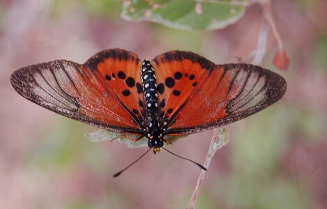Nymphalidae-Heliconiinae-Acraeini-Acraea strattipocles-Madagascar (Anjozorobé), DSC_0908