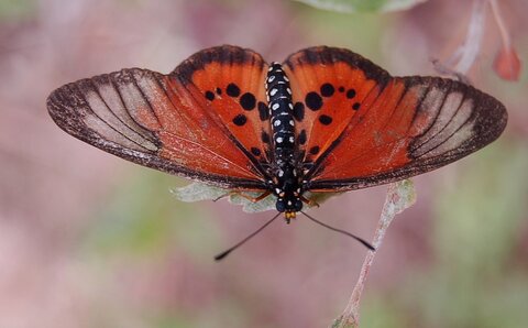 Nymphalidae-Heliconiinae-Acraeini-Acraea strattipocles-Madagascar (Anjozorobé), DSC_0912