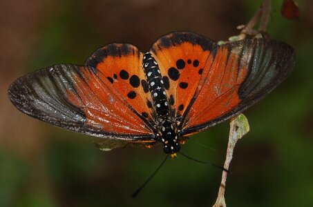 Nymphalidae-Heliconiinae-Acraeini-Acraea strattipocles-Madagascar (Anjozorobé), DSC_0916