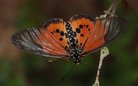 Nymphalidae-Heliconiinae-Acraeini-Acraea strattipocles-Madagascar (Anjozorobé), DSC_0918