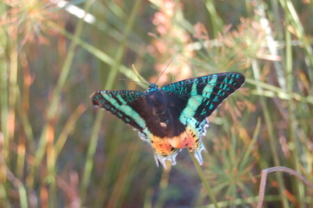 Chrysiridia ripheus - Madagascar (Andasibé), DSC_0324