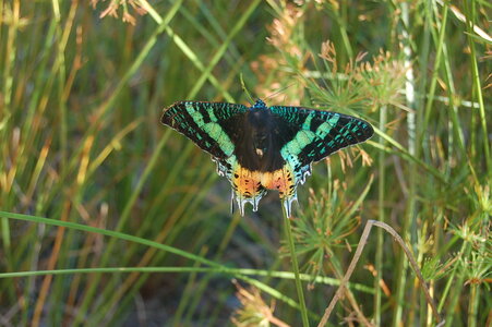 Chrysiridia ripheus - Madagascar (Andasibé), DSC_0333