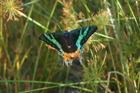 Chrysiridia ripheus - Madagascar (Andasibé), DSC_0343