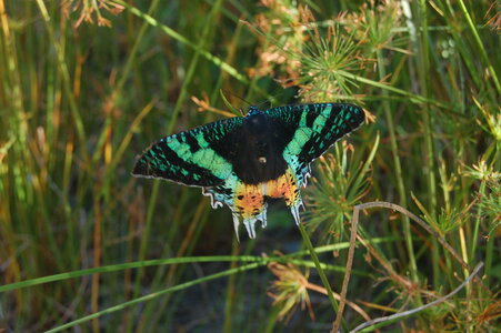 Chrysiridia ripheus - Madagascar (Andasibé), DSC_0346