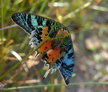 Chrysiridia ripheus - Madagascar (Andasibé), DSC_0361