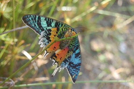 Chrysiridia ripheus - Madagascar (Andasibé), DSC_0362