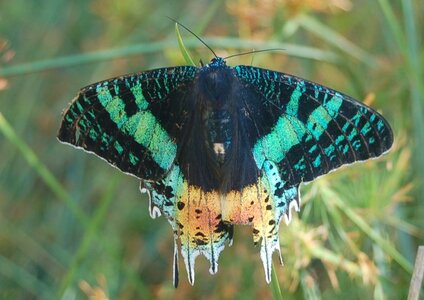 Chrysiridia ripheus - Madagascar (Andasibé), DSC_0368
