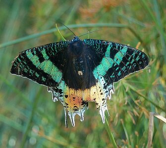 Chrysiridia ripheus - Madagascar (Andasibé), DSC_0375