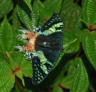 Chrysiridia ripheus - Madagascar (Andasibé), DSC_0390