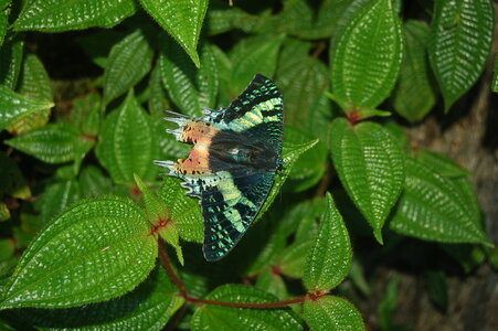 Chrysiridia ripheus - Madagascar (Andasibé), DSC_0392