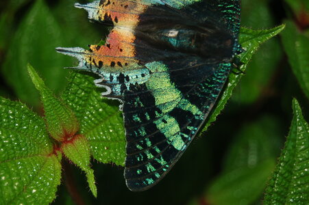 Chrysiridia ripheus - Madagascar (Andasibé), DSC_0393