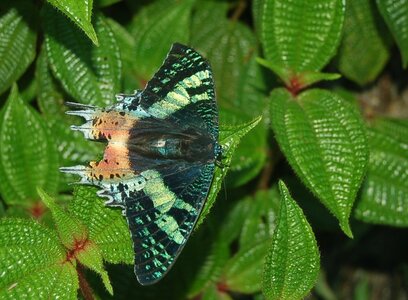 Chrysiridia ripheus - Madagascar (Andasibé), DSC_0394