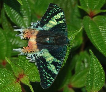 Chrysiridia ripheus - Madagascar (Andasibé), DSC_0395