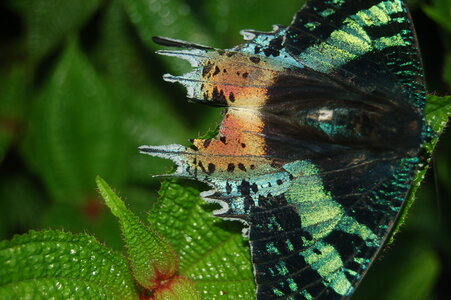 Chrysiridia ripheus - Madagascar (Andasibé), DSC_0396