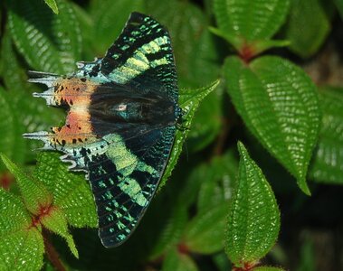 Chrysiridia ripheus - Madagascar (Andasibé), DSC_0397