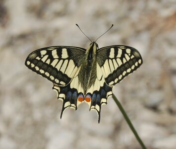Papilio machaon, Colmars, 000659