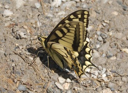 Papilio machaon, Colmars, DSC_0340