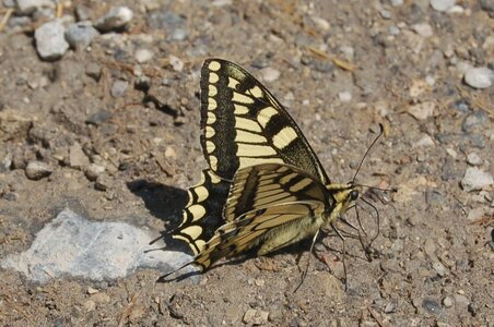 Papilio machaon, Colmars, DSC_0338