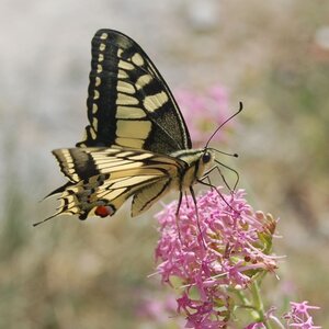 Papilio machaon, Colmars, 000163
