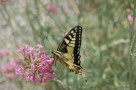 Papilio machaon, Colmars, 000157