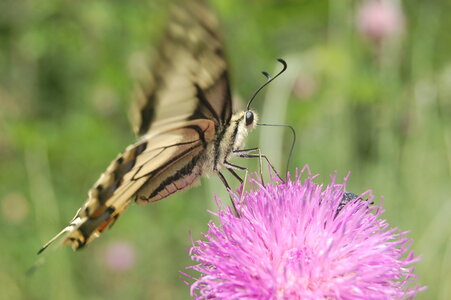 Papilio machaon, Colmars, DSC_0002