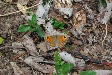 Satyridae-Lasiommata maera, Colmars, DSC_0007