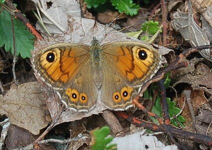 Satyridae-Lasiommata maera, Colmars, DSC_0008