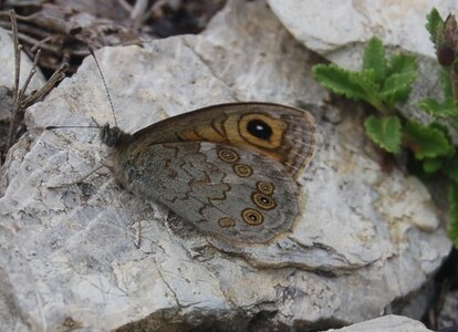 Satyridae-Lasiommata maera, Colmars, DSC_0067  2 