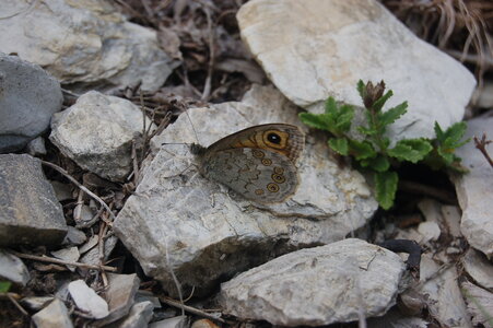 Satyridae-Lasiommata maera, Colmars, DSC_0071  2 