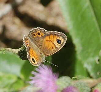 Satyridae-Lasiommata maera, Colmars, DSC_0332-1