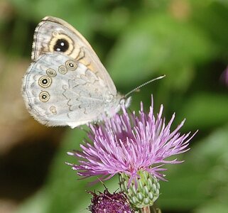 Satyridae-Lasiommata maera, Colmars, DSC_0339-1