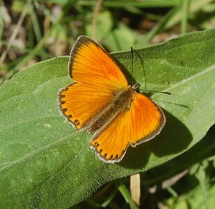 Lycaenidae-Lycaeninae-Heodes virgaureae, B000534