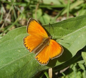 Lycaenidae-Lycaeninae-Heodes virgaureae, B000535