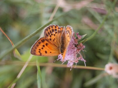 Lycaenidae-Lycaeninae-Heodes virgaureae, DSC_0003a